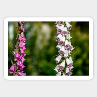 Purple and white foxgloves Sticker